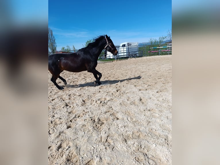 Zweibrückens Jument 16 Ans 160 cm Bai brun foncé in Forges-les-Bains