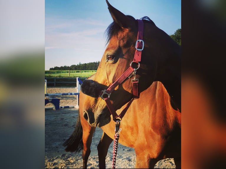 Zweibrückens Jument 17 Ans 160 cm Bai in Traunreut