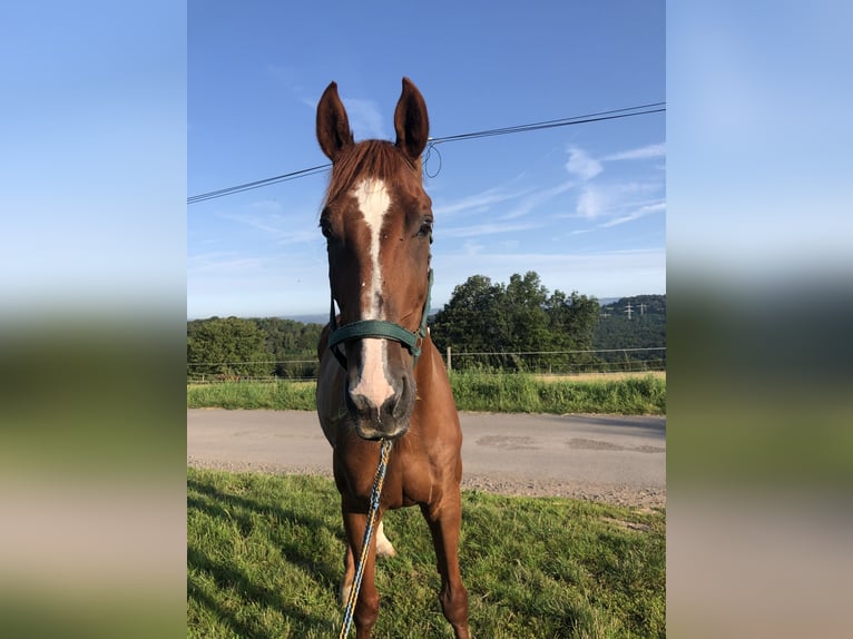 Zweibrückens Jument 17 Ans 170 cm Alezan in Kirkel