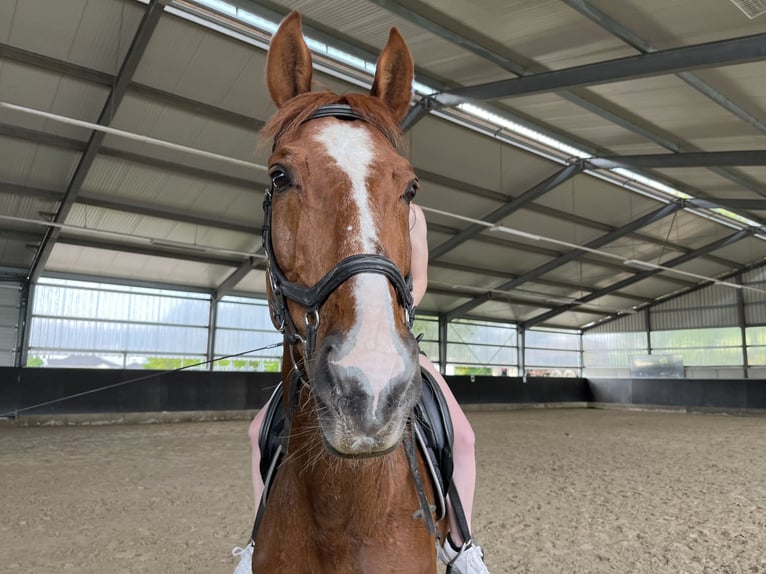 Zweibrückens Jument 17 Ans 170 cm Alezan in Kirkel