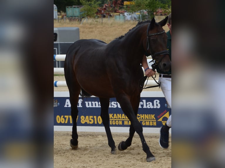 Zweibrückens Jument 18 Ans 158 cm Bai brun in Gebroth