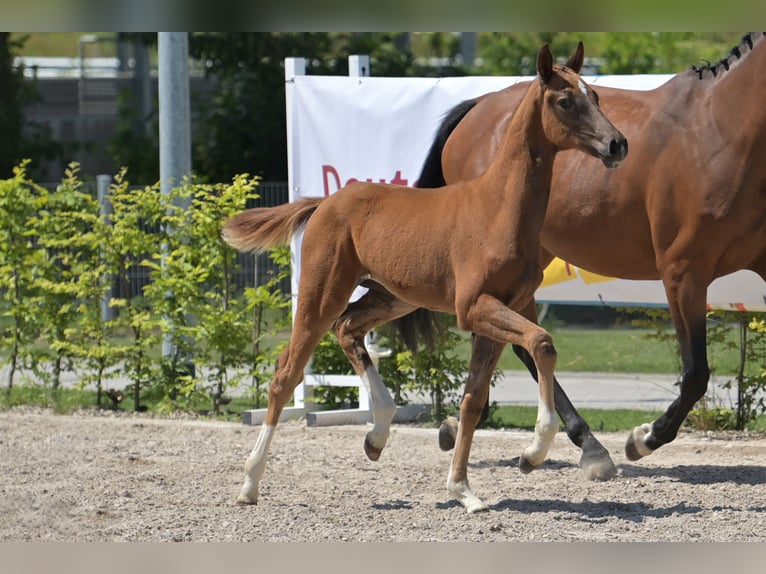 Zweibrückens Jument 1 Année 170 cm Alezan brûlé in Neupotz