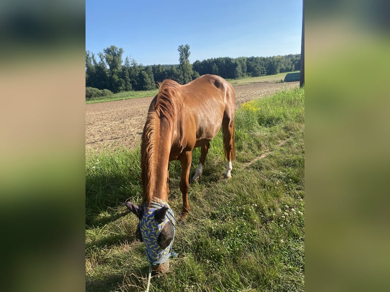 Zweibrückens Jument 23 Ans 164 cm Alezan in Dietzenbach