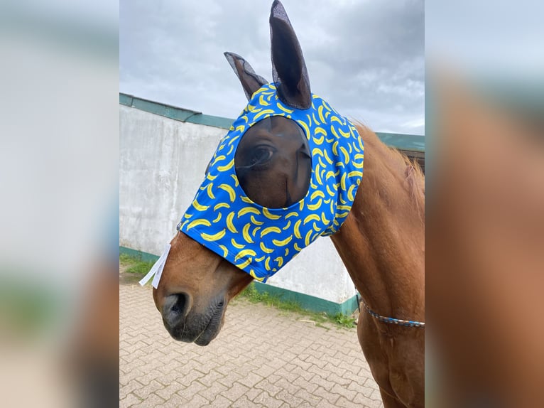 Zweibrückens Jument 23 Ans 164 cm Alezan in Dietzenbach