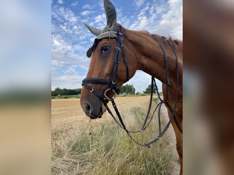 Zweibrückens Jument 23 Ans 164 cm Alezan in Dietzenbach