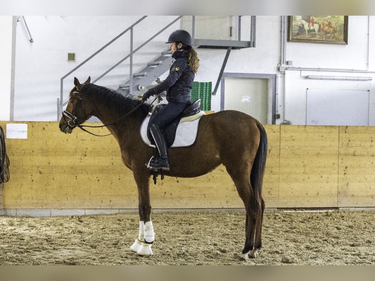 Zweibrückens Jument 3 Ans 163 cm Bai in Osburg