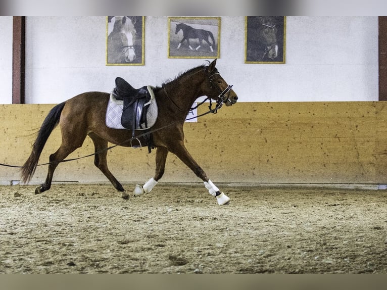 Zweibrückens Jument 3 Ans 163 cm Bai in Osburg