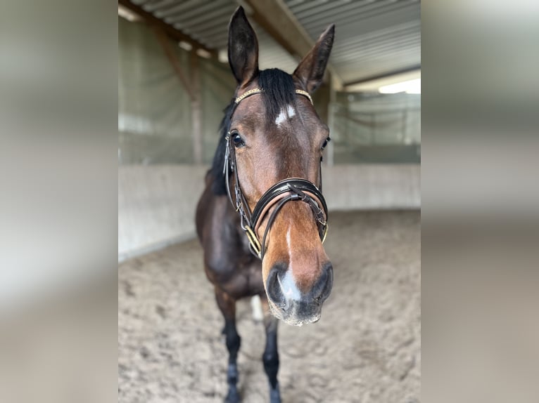 Zweibrückens Jument 4 Ans 164 cm Bai in Nonnweiler