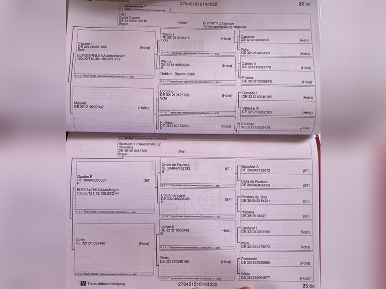 Zweibrückens Jument 4 Ans 165 cm Alezan in Freudenburg