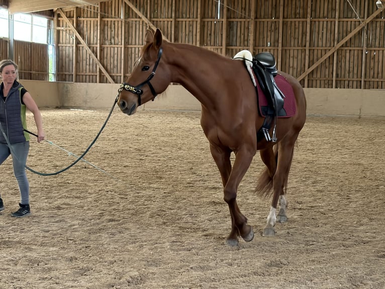 Zweibrückens Jument 4 Ans 165 cm Alezan in Freudenburg