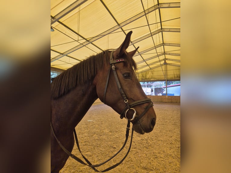 Zweibrückens Jument 4 Ans 167 cm Bai brun in Völklingen