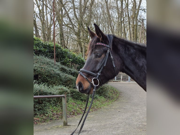 Zweibrückens Jument 5 Ans 170 cm Bai brun in Völklingen