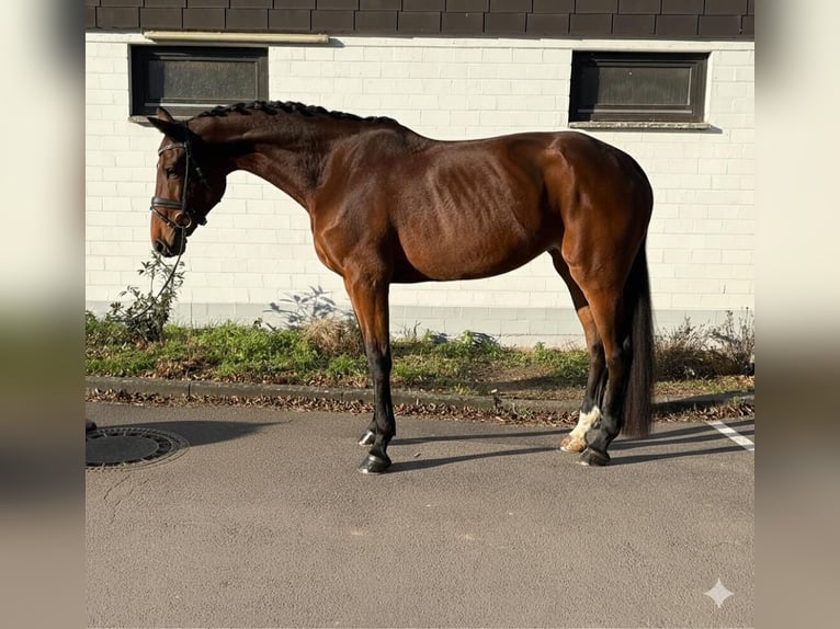Zweibrückens Jument 8 Ans 175 cm Bai in Niederkassel