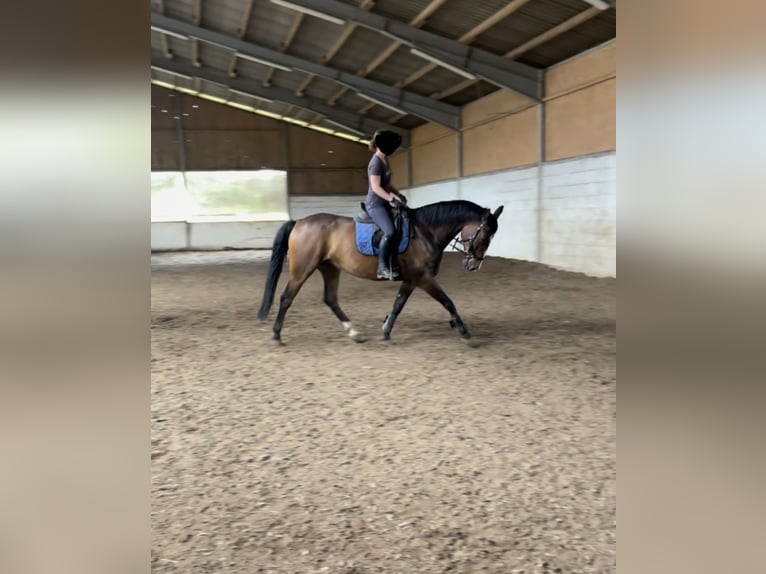 Zweibrücker Castrone 11 Anni 165 cm Baio in Bad Sobernheim