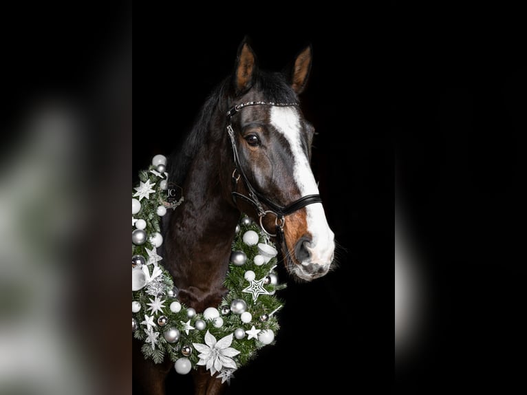 Zweibrücker Castrone 11 Anni 165 cm Baio in Bad Sobernheim