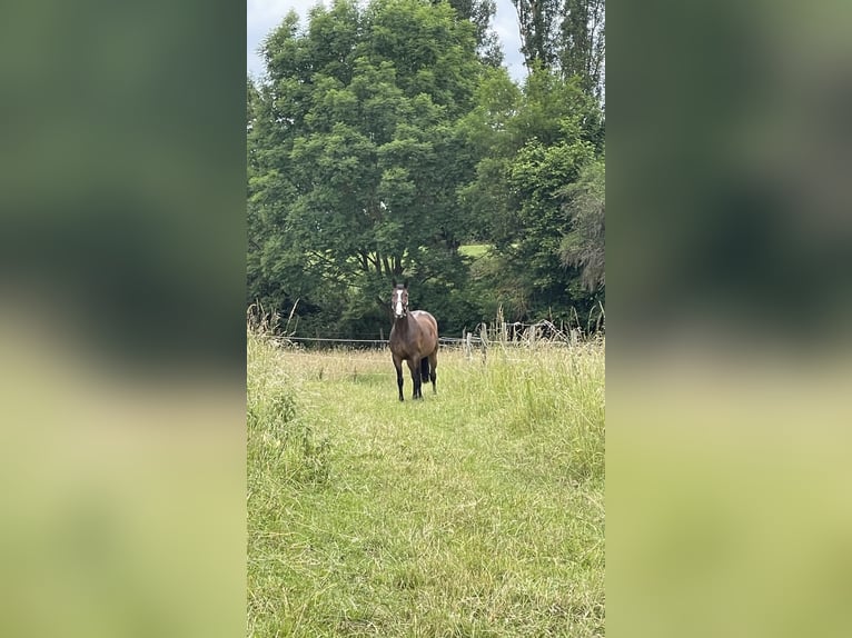 Zweibrücker Castrone 12 Anni 165 cm Baio in Bad Sobernheim