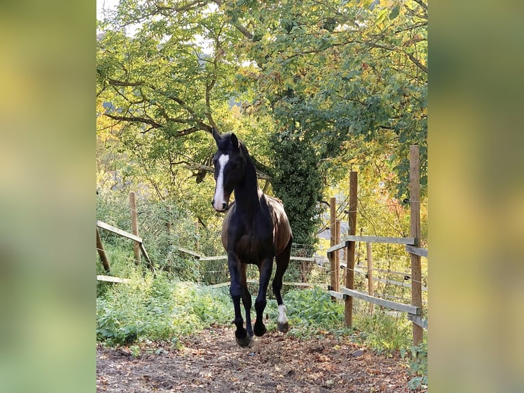 Zweibrücker Castrone 12 Anni 165 cm Baio in Bad Sobernheim