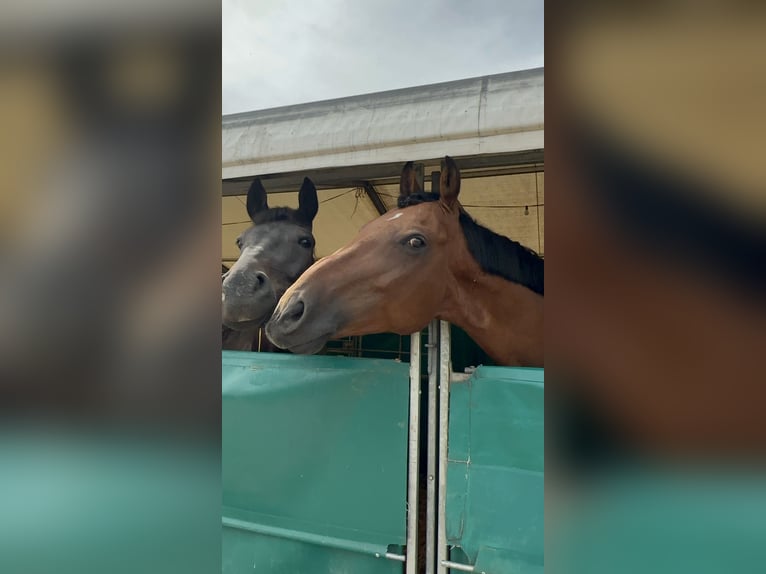 Zweibrücker Castrone 12 Anni 166 cm Baio scuro in Rheinbach