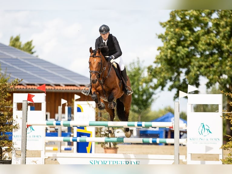 Zweibrücker Castrone 12 Anni 166 cm Baio scuro in Rheinbach