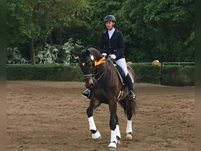 Zweibrücker Castrone 12 Anni 175 cm Baio in Nettersheim