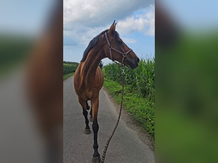 Zweibrücker Castrone 12 Anni 180 cm Baio in Kippenheim