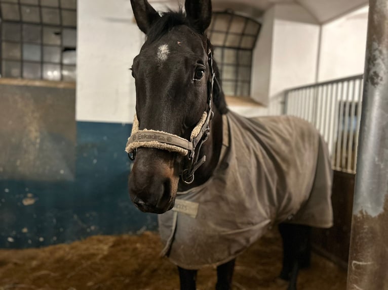 Zweibrücker Castrone 13 Anni 171 cm Baio scuro in Neuwied