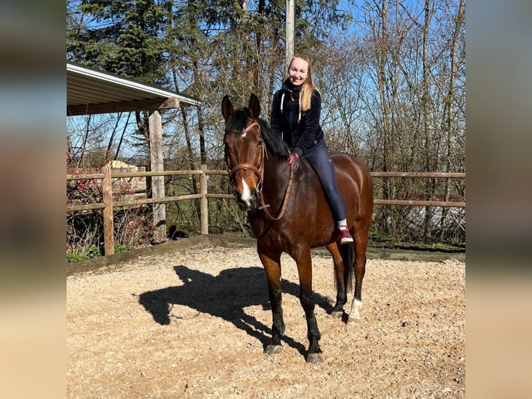 Zweibrücker Castrone 13 Anni 175 cm Baio in Hebertshausen