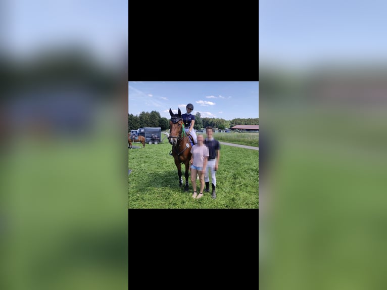 Zweibrücker Castrone 13 Anni 176 cm Baio in Töging