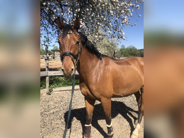 Zweibrücker Castrone 14 Anni 166 cm Baio in Hütschenhausen