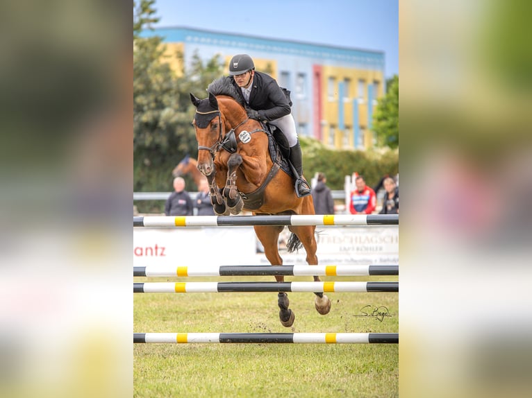 Zweibrücker Castrone 14 Anni 170 cm Baio in Ribnitz-Damgarten