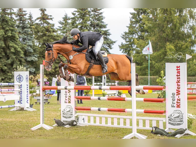 Zweibrücker Castrone 14 Anni 170 cm Baio in Ribnitz-Damgarten