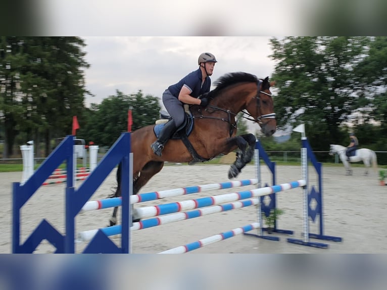 Zweibrücker Castrone 14 Anni 181 cm Baio in Bad Berleburg