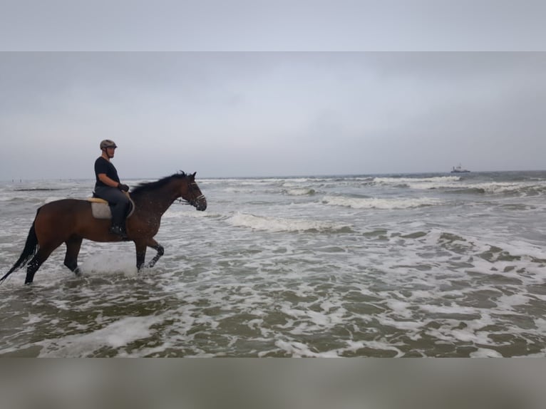 Zweibrücker Castrone 14 Anni 181 cm Baio in Bad Berleburg