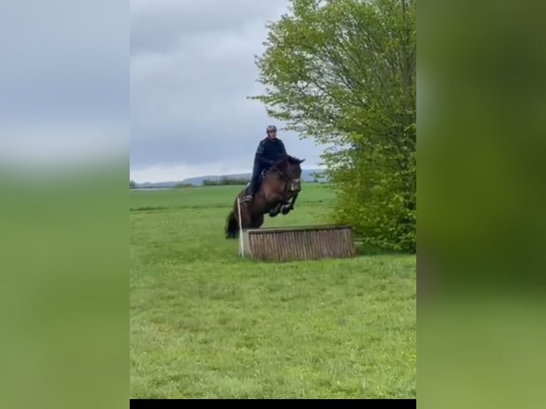 Zweibrücker Castrone 14 Anni 181 cm Baio in Bad Berleburg