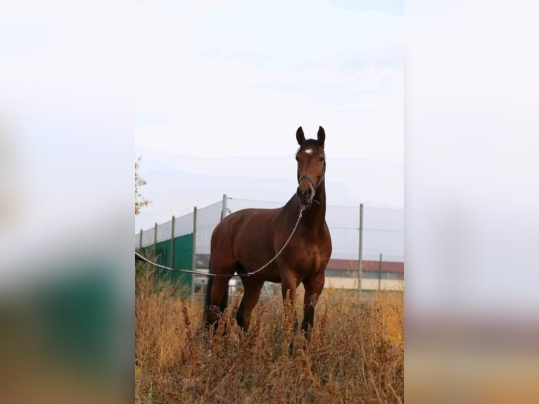 Zweibrücker Castrone 14 Anni 184 cm Baio in Hofheim am Taunus