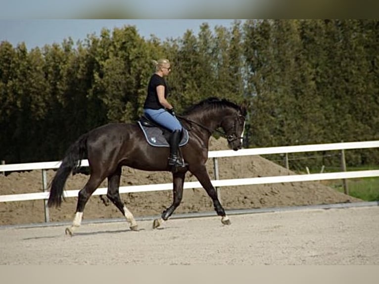 Zweibrücker Castrone 14 Anni 185 cm Morello in Neuwied