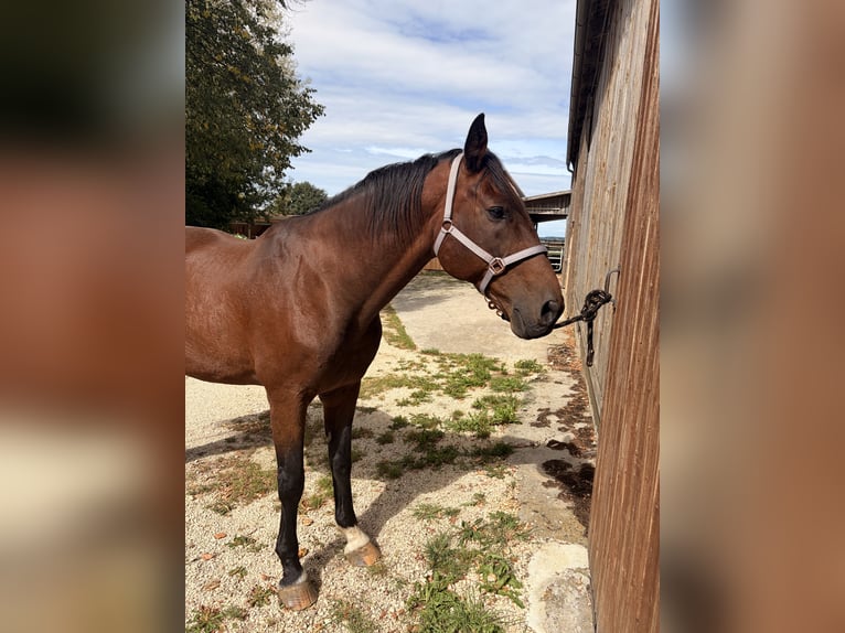 Zweibrücker Castrone 16 Anni 176 cm Baio in Spaichingen