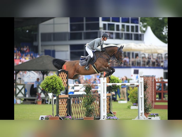 Zweibrücker Castrone 17 Anni 167 cm Baio in Haldensleben