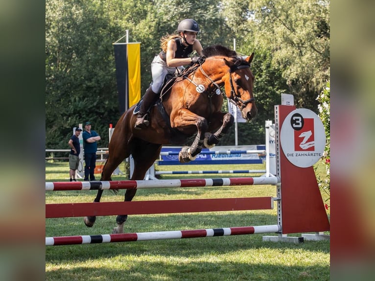 Zweibrücker Castrone 17 Anni 168 cm Baio in Mainhardt