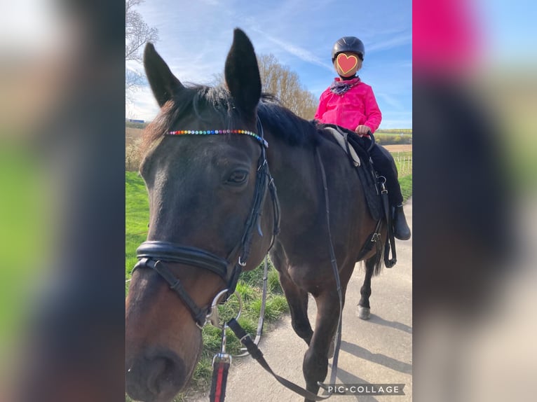 Zweibrücker Castrone 17 Anni 168 cm Baio scuro in Alzey