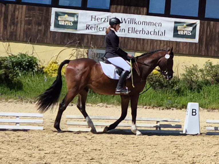 Zweibrücker Castrone 4 Anni 173 cm Baio scuro in Gebroth
