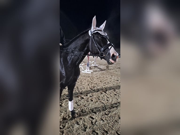 Zweibrücker Castrone 6 Anni 174 cm Morello in Montabaur