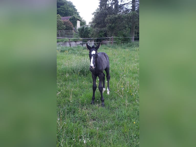 Zweibrücker Castrone 6 Anni 174 cm Morello in Montabaur