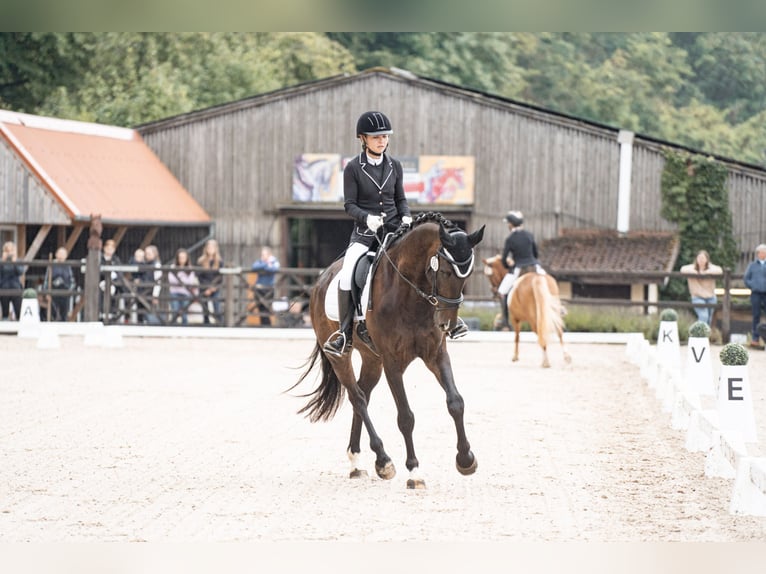 Zweibrücker Castrone 7 Anni 172 cm Baio scuro in Morscheid