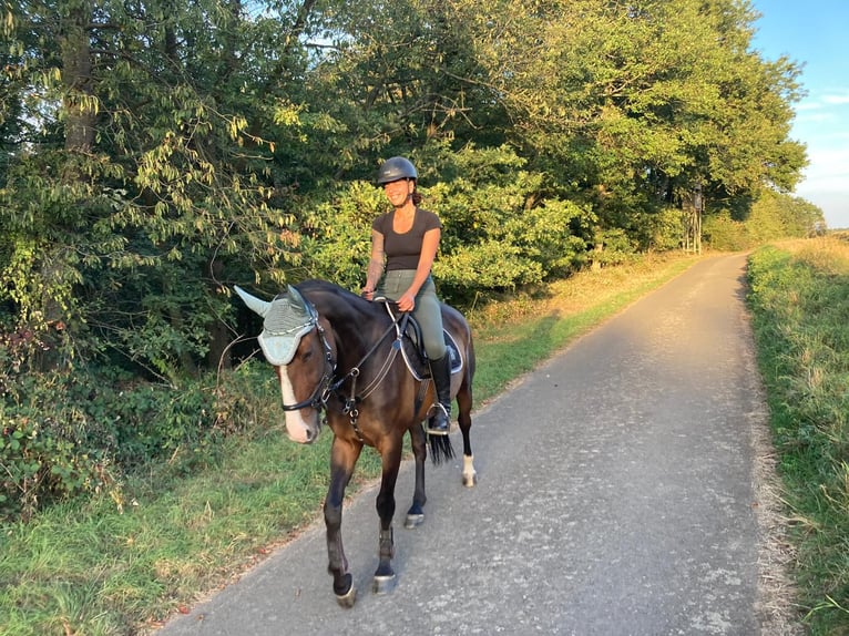 Zweibruecker Gelding 11 years 16 hh Brown in Bad Sobernheim