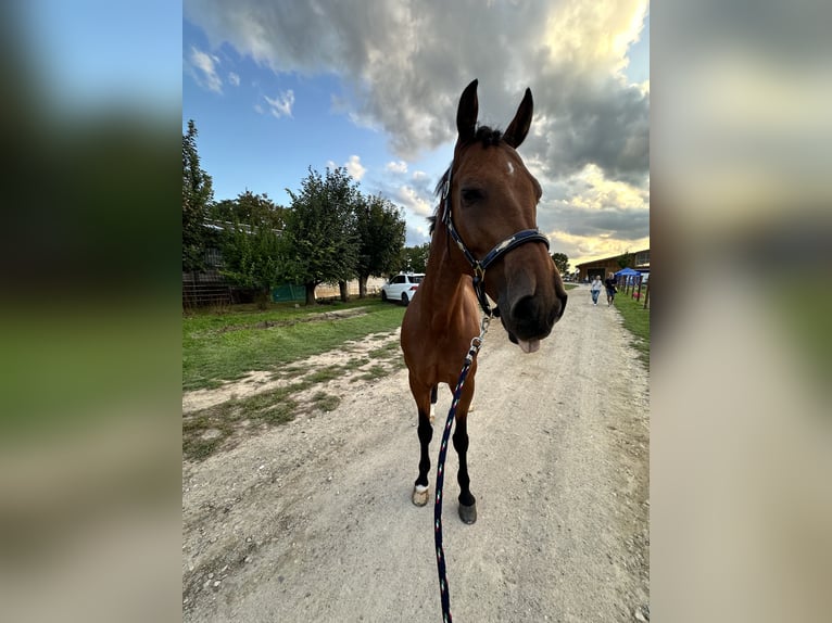 Zweibruecker Gelding 12 years 16,1 hh Bay-Dark in Rheinbach