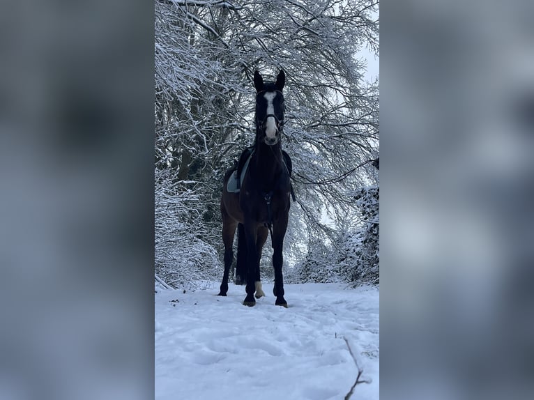 Zweibruecker Gelding 12 years 16 hh Brown in Bad Sobernheim