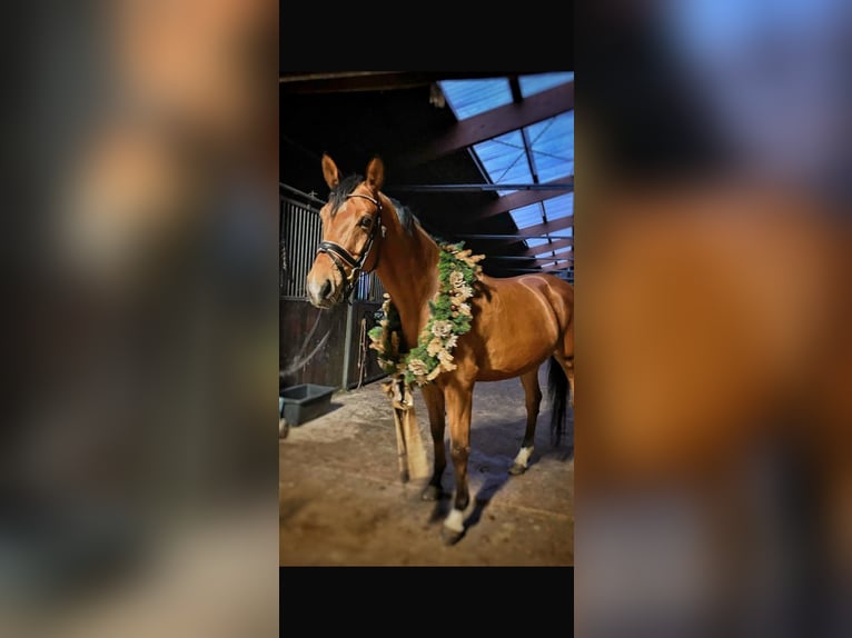 Zweibruecker Gelding 12 years 16,1 hh Brown in Mettlach