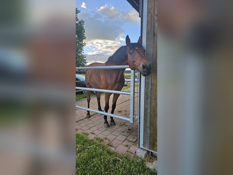 Zweibruecker Gelding 12 years 17,2 hh Brown in Kippenheim