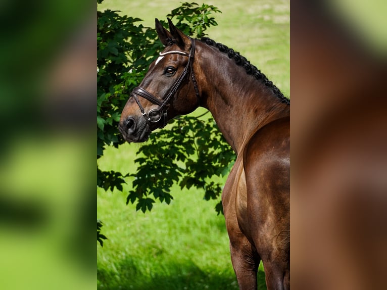 Zweibruecker Gelding 12 years 17 hh Brown in Nettersheim